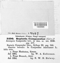 Septoria campanulae image